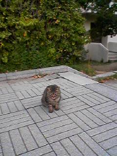 シス工猫