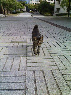 シス工猫